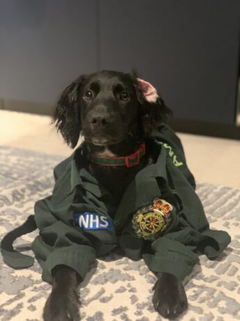 Adam's dog Sirius with an LAS shirt on